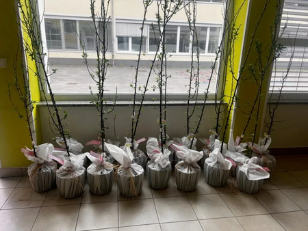 Občina obdarovala novorojenčke s sadikami sadnega drevesa 1